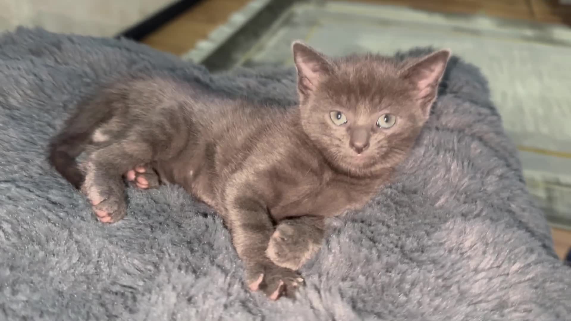 British Shorthair cats for sale: Adorable Sweet Soft British Shorthair Tabby Mix  - Video 2