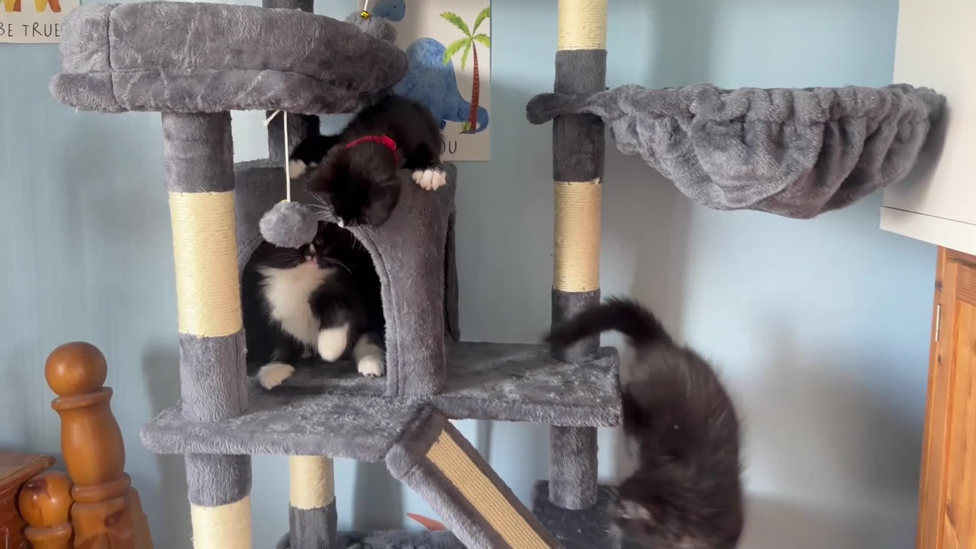Mixed Breed cats for sale: 3 beautiful British shorthaired cross boys - Video 1
