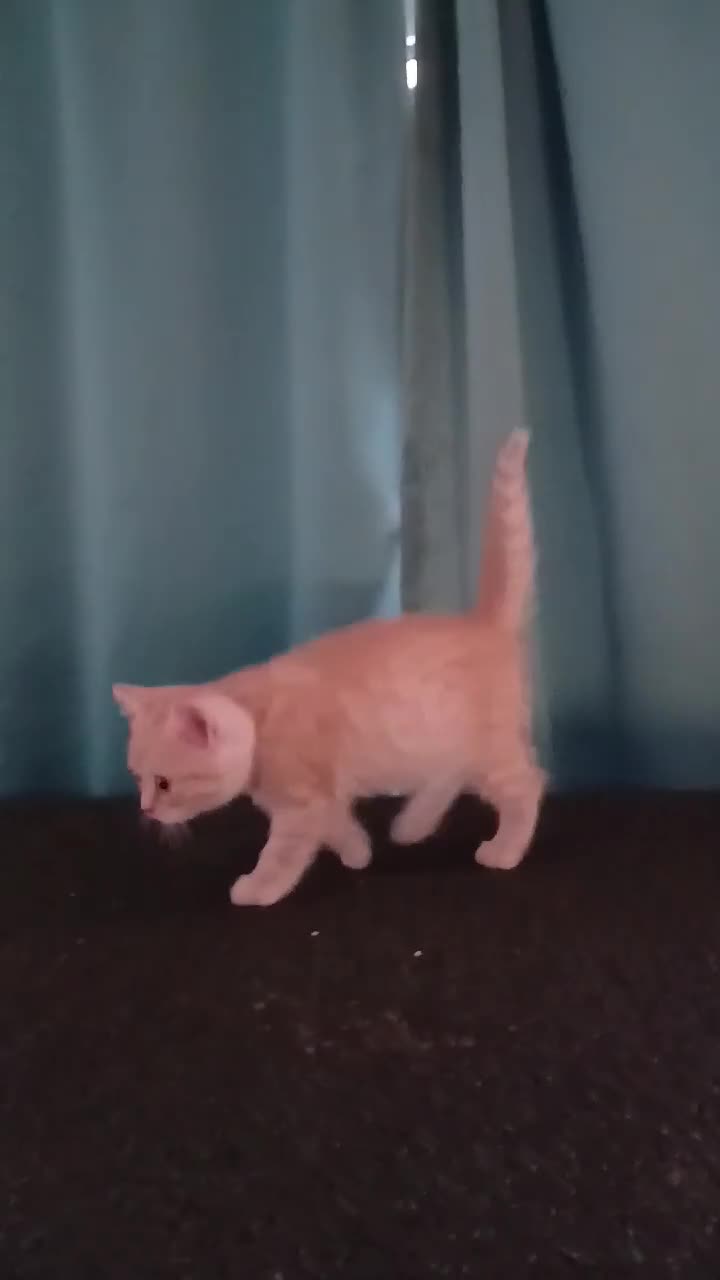 British Shorthair cats for sale: Bsh X Scotish stright kittens. - Video 4