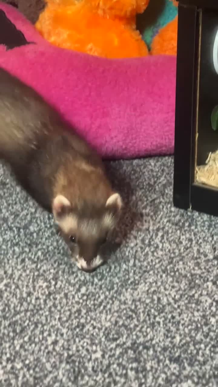 Ferret rodents for sale: 2 beautiful female ferrets  in Derby - Video 1
