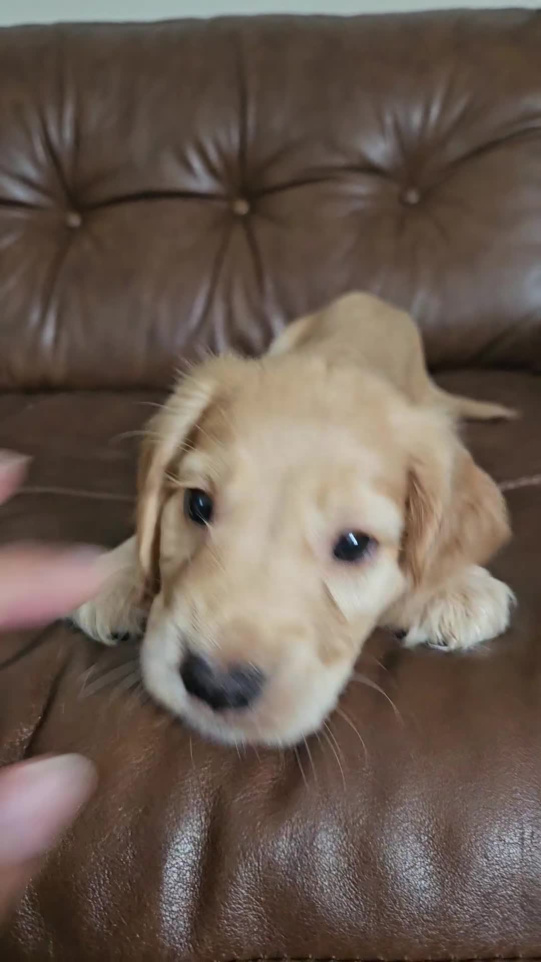 Cocker Spaniel dogs for sale: LAST 1l2: Show Cocker Spaniel Males 💛💚 - Video 1