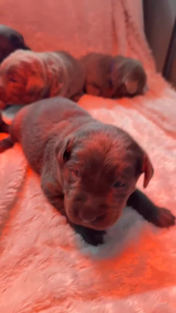 Labrador Retriever dogs for sale: RARE Stunning Silver & Charcoal Labrador Boy pups - Video 1