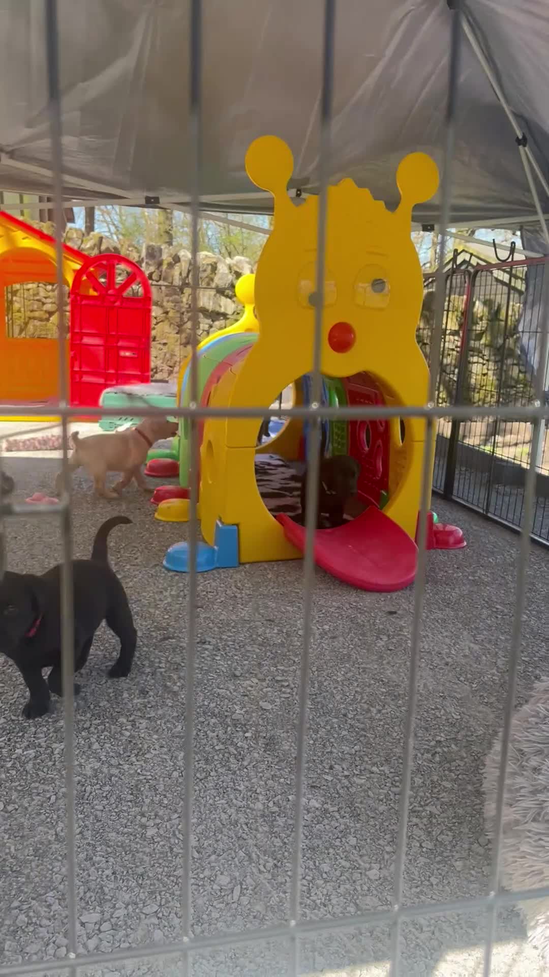 Labrador Retriever dogs for sale: Quality litter by FtCh Rowpainter Othello  - Video 2