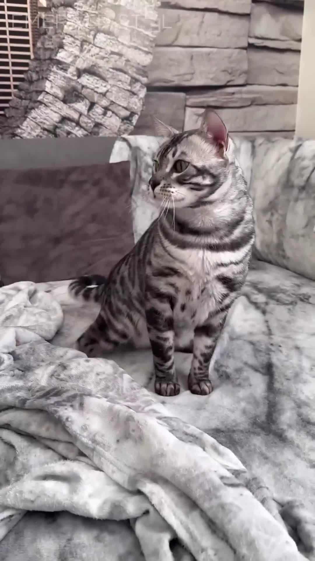 Bengal cats for sale: TICA Registered Silver Bengal - Video 1