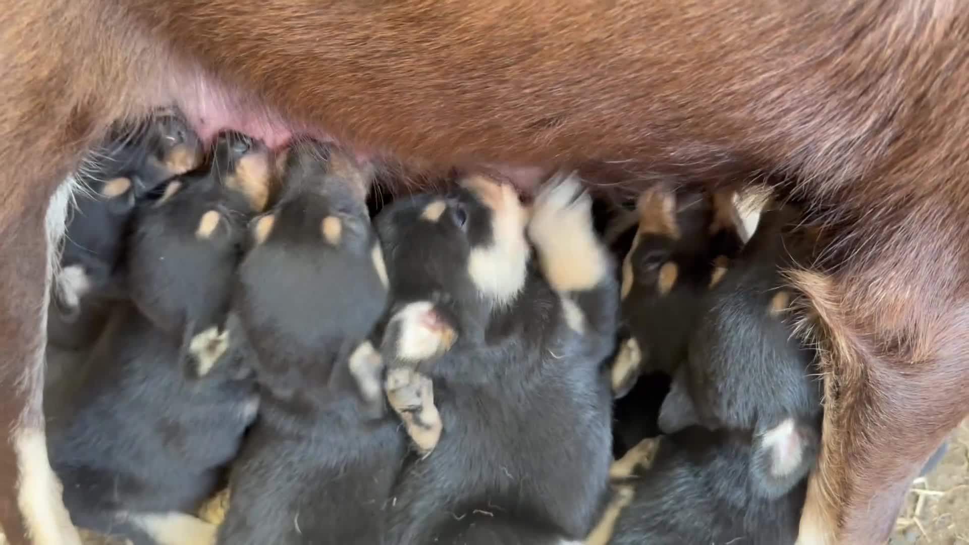 Australian Kelpie dogs for sale: Pure Bred Kelpie pups - Video 3