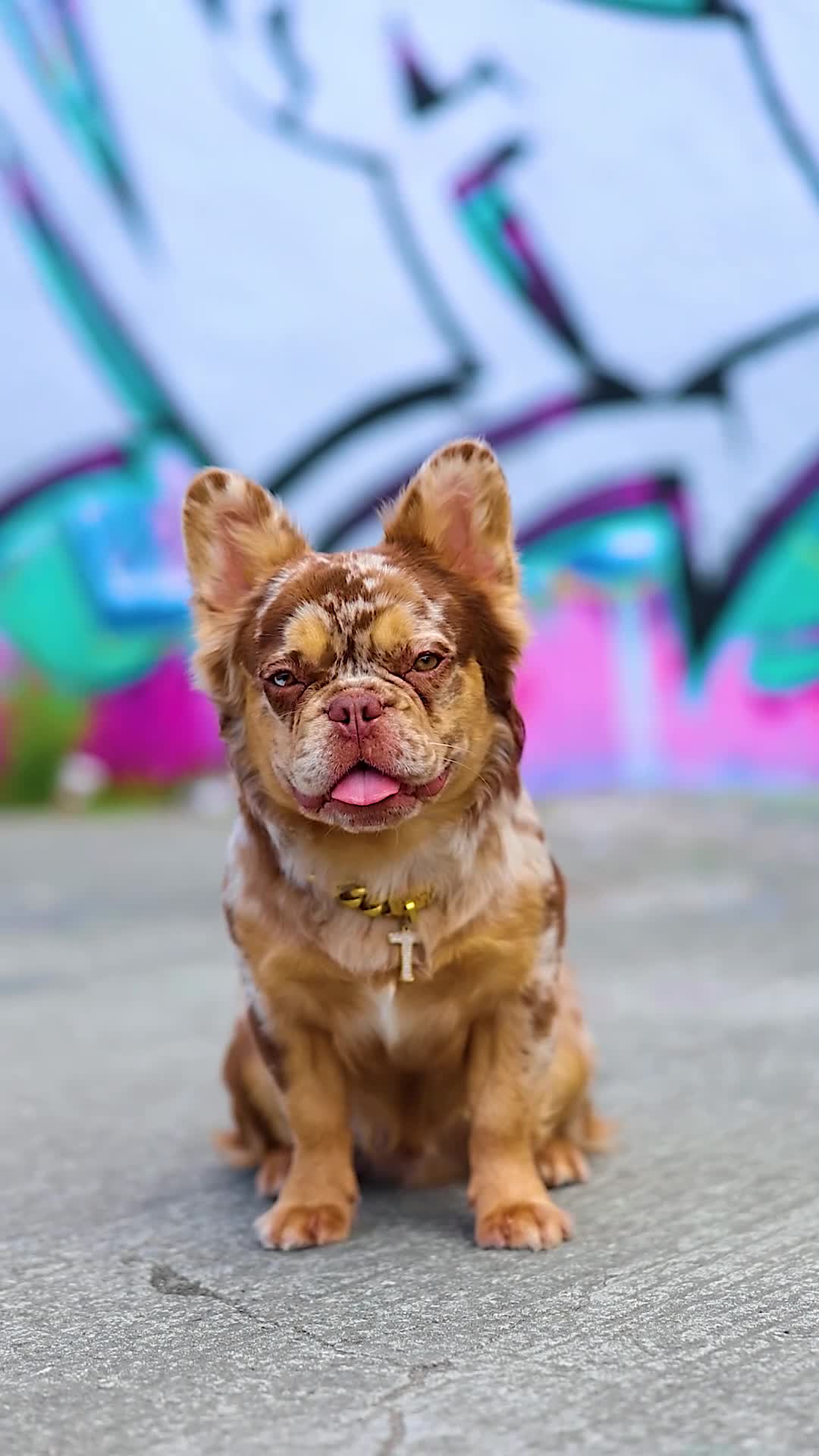 French Bulldog dogs for stud: Visual Fluffy New Shade Rojo Tri Merle 🦁🍫🎨 in Blaenau Ffestiniog - Video 1