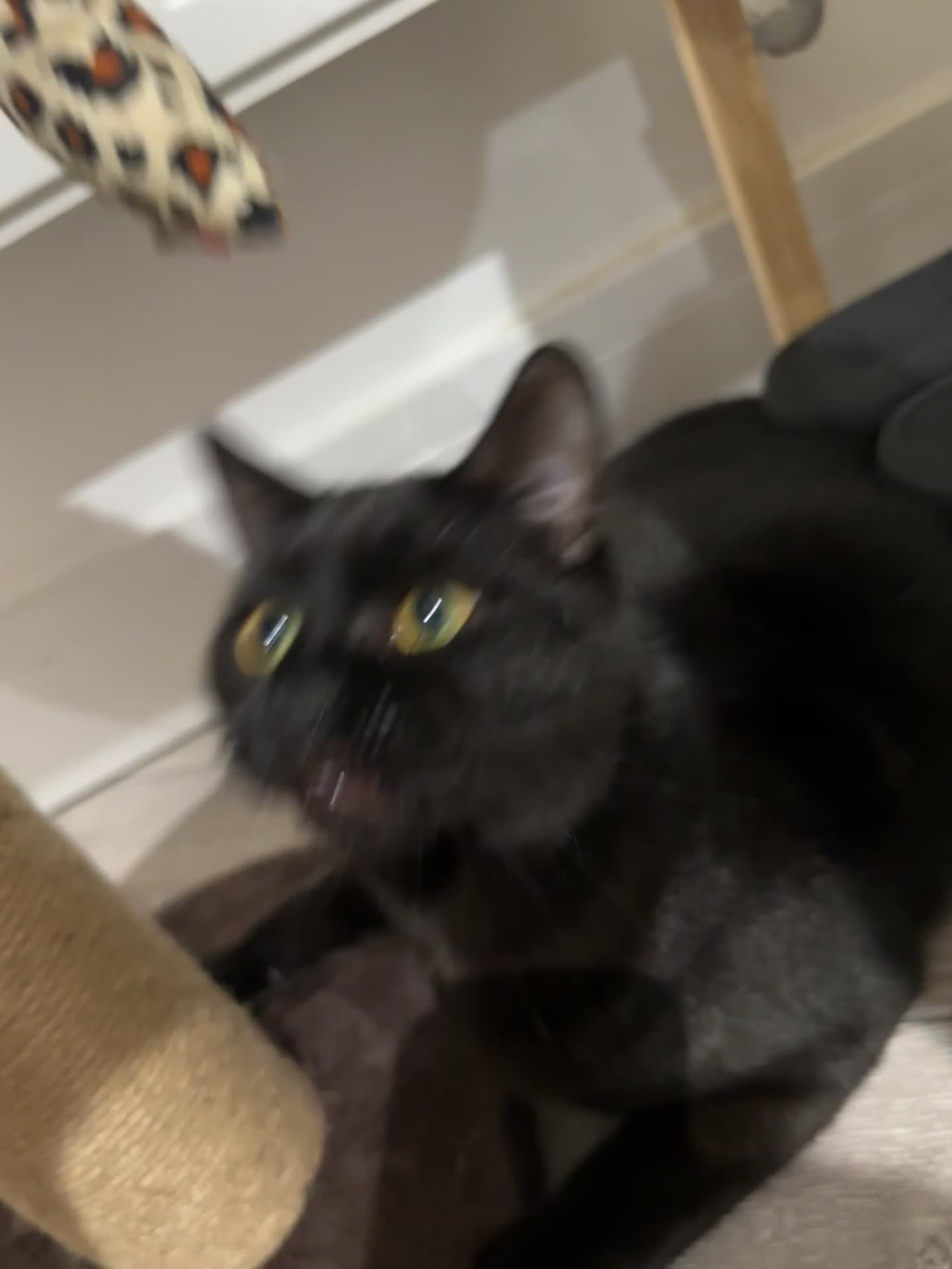 Mixed Breed cats for sale: Friendly Black Kitten Ready for Loving Home 🖤🐈‍⬛ - Video 2