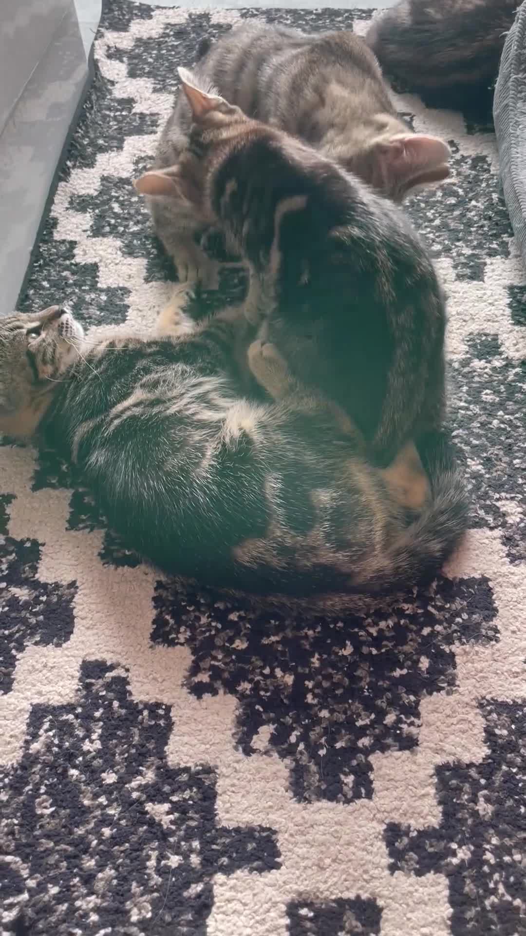 Mixed Breed cats for sale: KITTENS FOR SALE SOUTH LONDON - Video 5