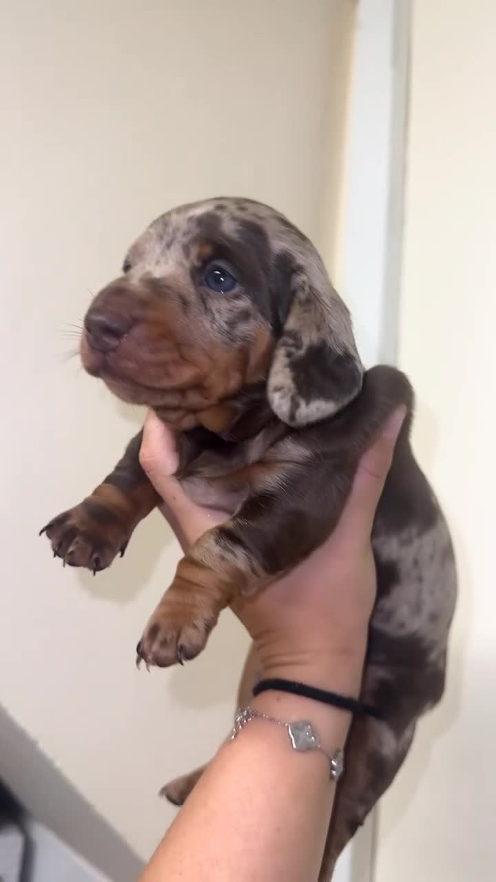Miniature Dachshund dogs for sale: Miniature dachshund  - Video 1
