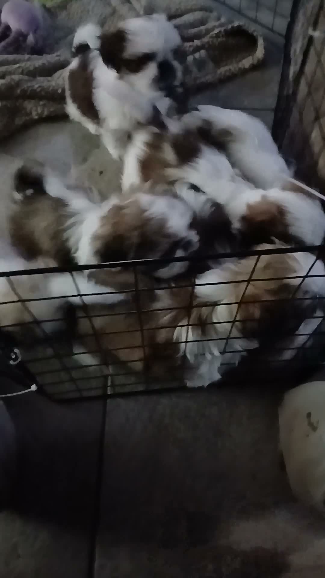 Shih Tzu dogs for sale: Beautiful puppies  - Video 2