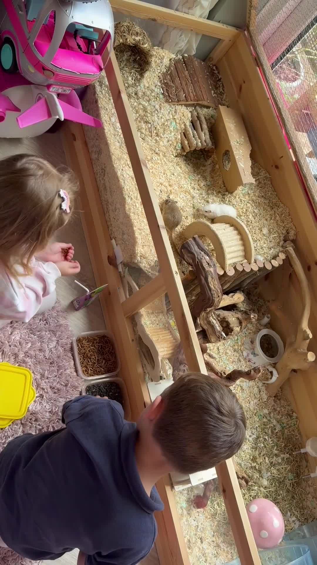 Gerbil rodents for sale: 4x Friendly Gerbils with huge cage full set up  - Video 1