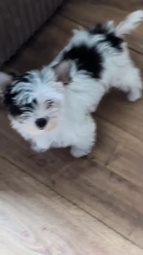 Yorkshire Terrier dogs for sale: Rare Biewer Yorkie puppies\Pedigree  - Video 4