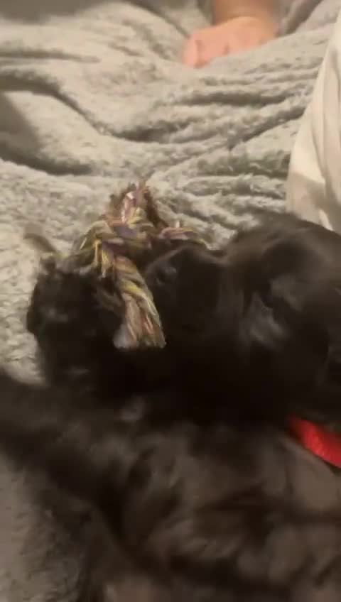 Cockapoo dogs for sale: 💫✨🐶🐾Gorgeous F1B Cockapoos🐾🐶✨💫 - Video 5