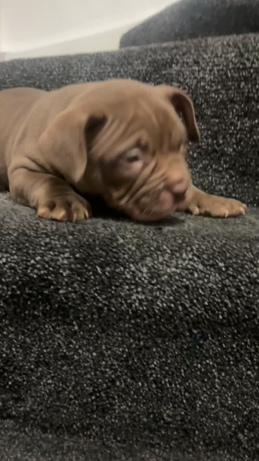 American Bully dogs for sale: Pocket bully pups ready too leave 11th dec - Video 4