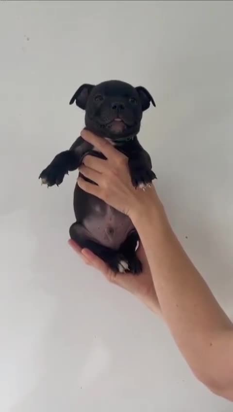 Staffordshire Bull Terrier dogs for sale: 9 Beautiful Black & Blue pups  - Video 1