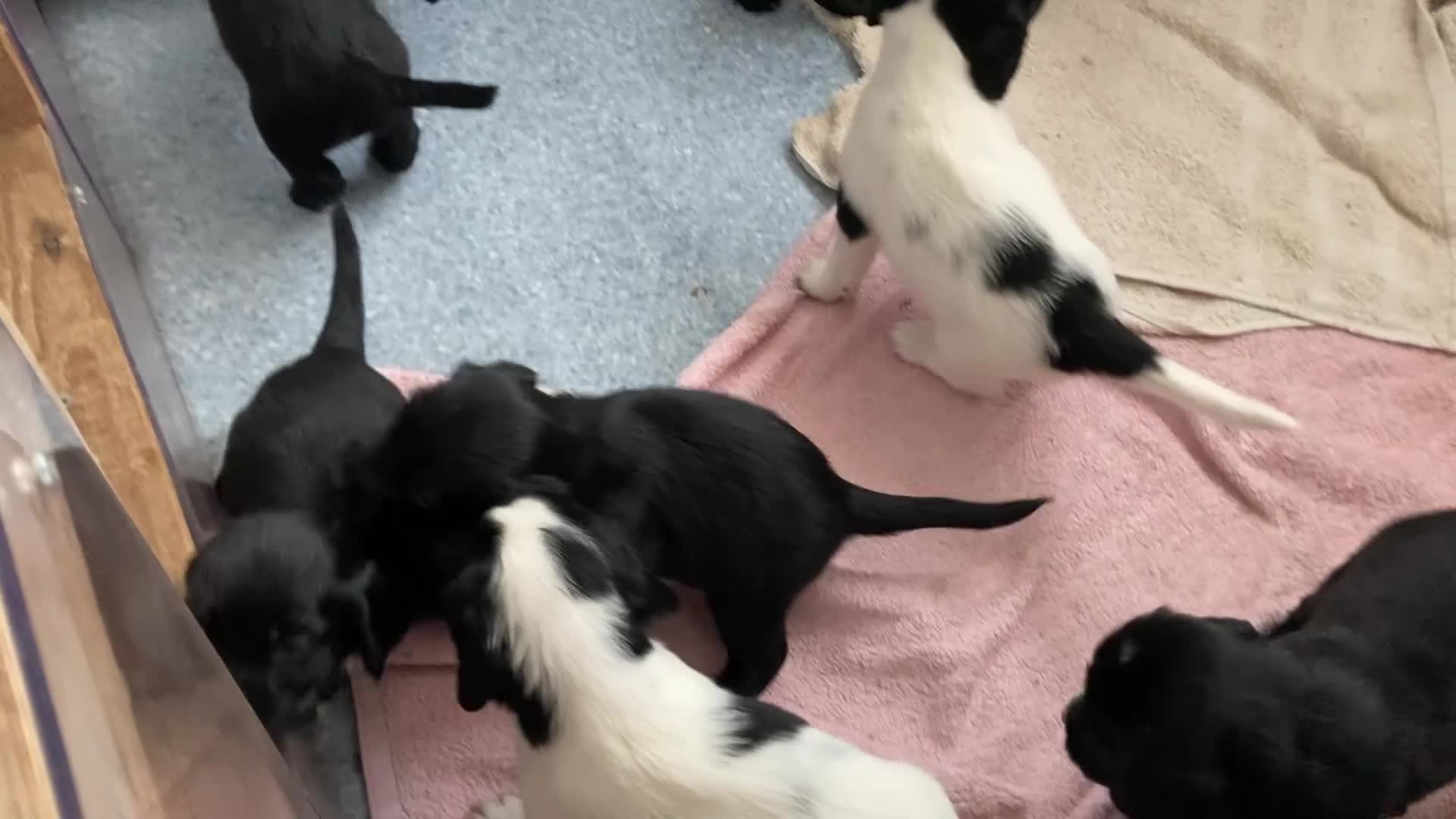 Sprocker dogs for sale: 8 beautiful healthy friendly little Sprocker pups - Video 4