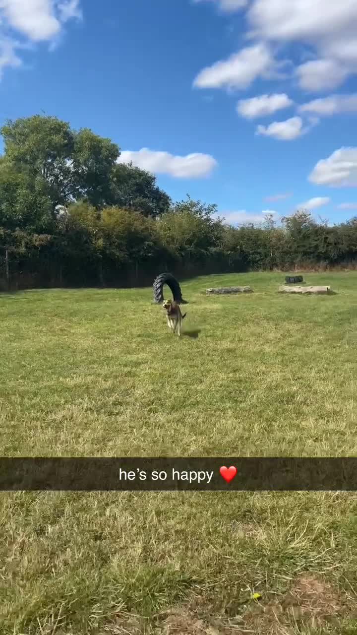 Mixed Breed dogs for sale: Ronnie  - Video 1