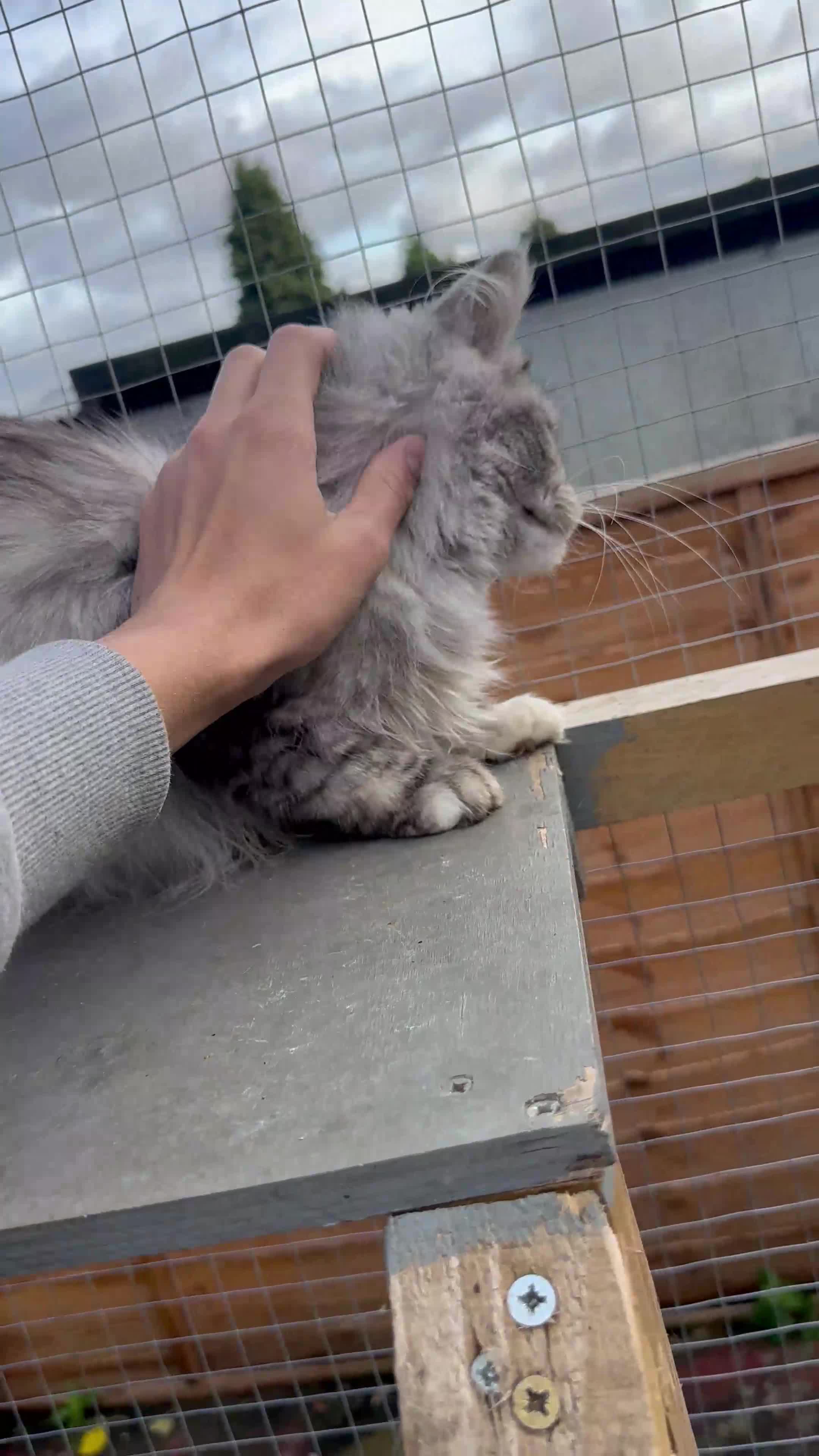 Maine Coon cats for sale: Maine coon cats  - Video 1