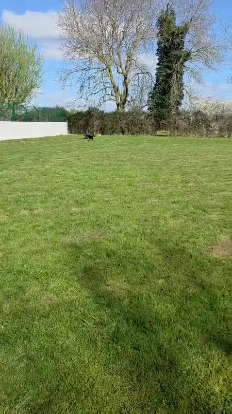 Greyhound dogs for adoption: Tupelo - Video 2