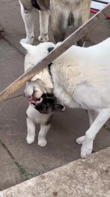 Akita dogs for sale: Ready Now! American Akita Puppies in Liverpool - Video 3