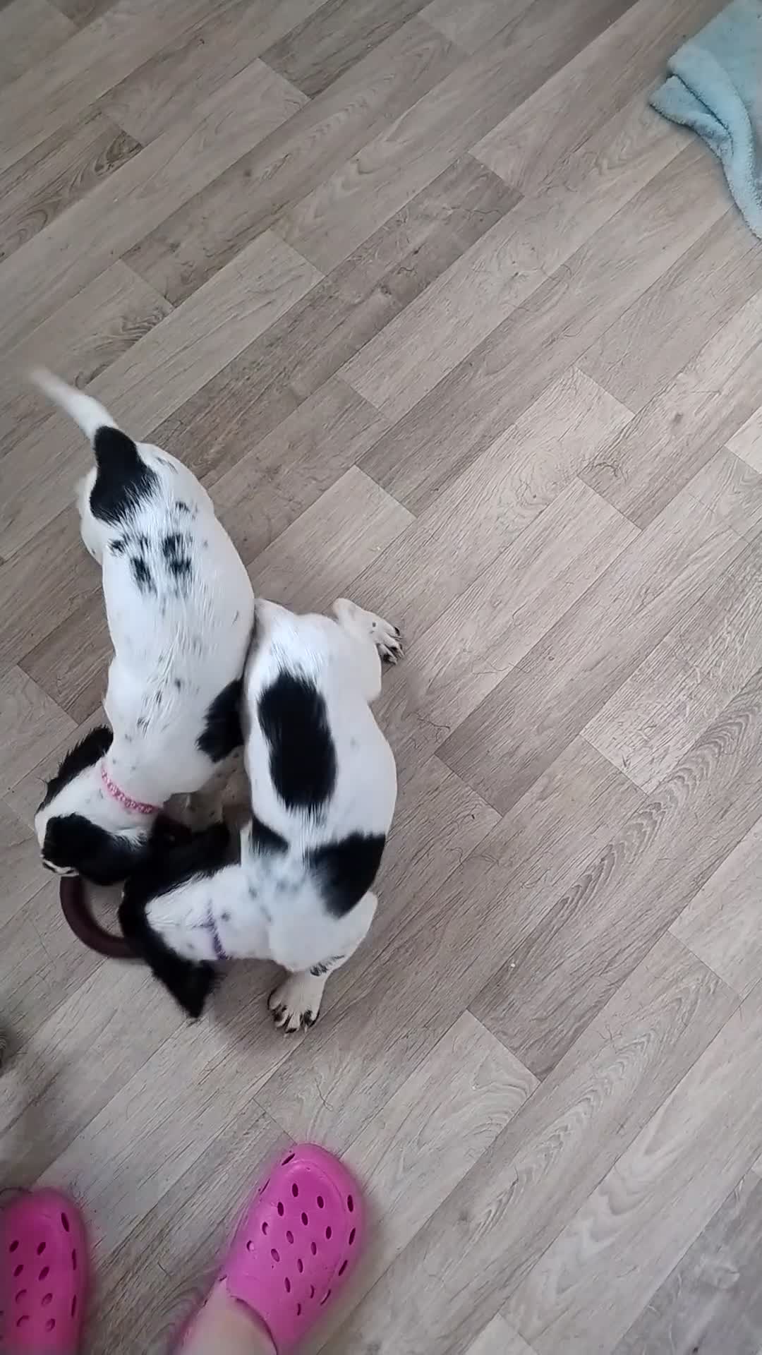 English Springer Spaniel dogs for sale: 1 Springer Spaniel Puppies Black White Ready to Go - Video 3