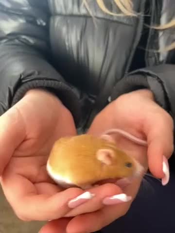 Mouse rodents for sale: male mouse in Braintree - Video 1