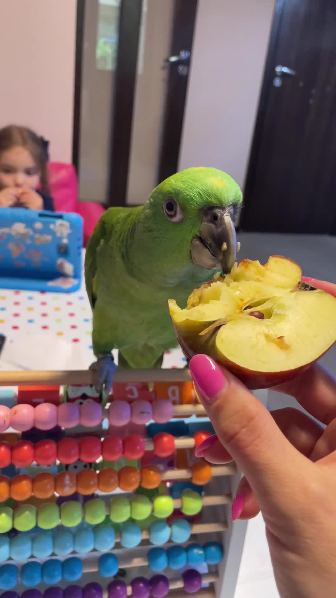 Parrots birds for sale: Female Amazon Parrot–8Months–DNA Test–Hand Reared - Video 1