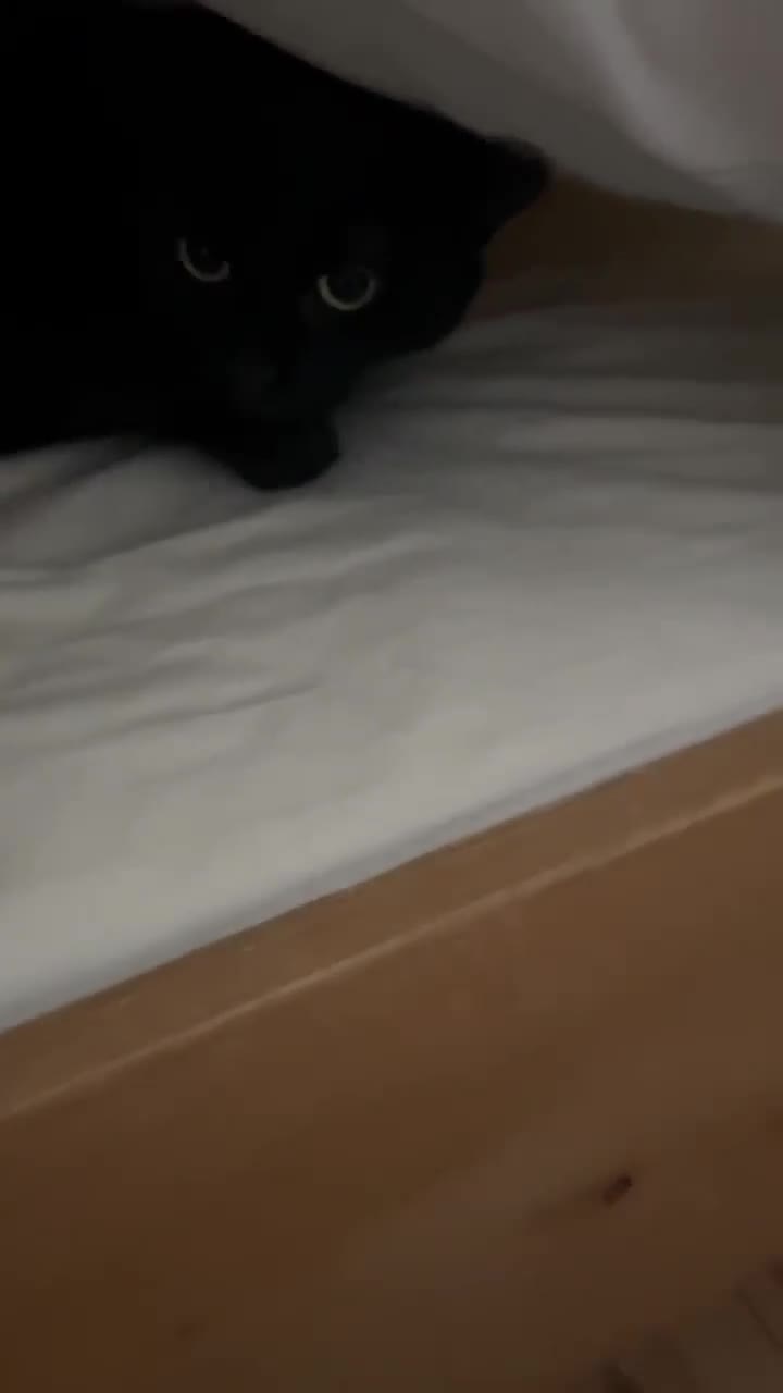 Mixed Breed cats for adoption: Beautiful Emma - Video 1