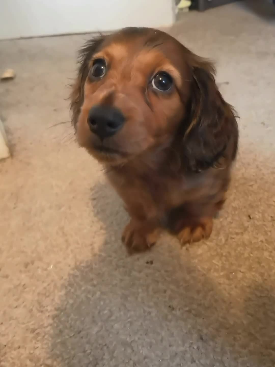 Miniature Dachshund dogs for sale:  Miniature Long-Haired Dachshund Puppies–Red Merle - Video 1