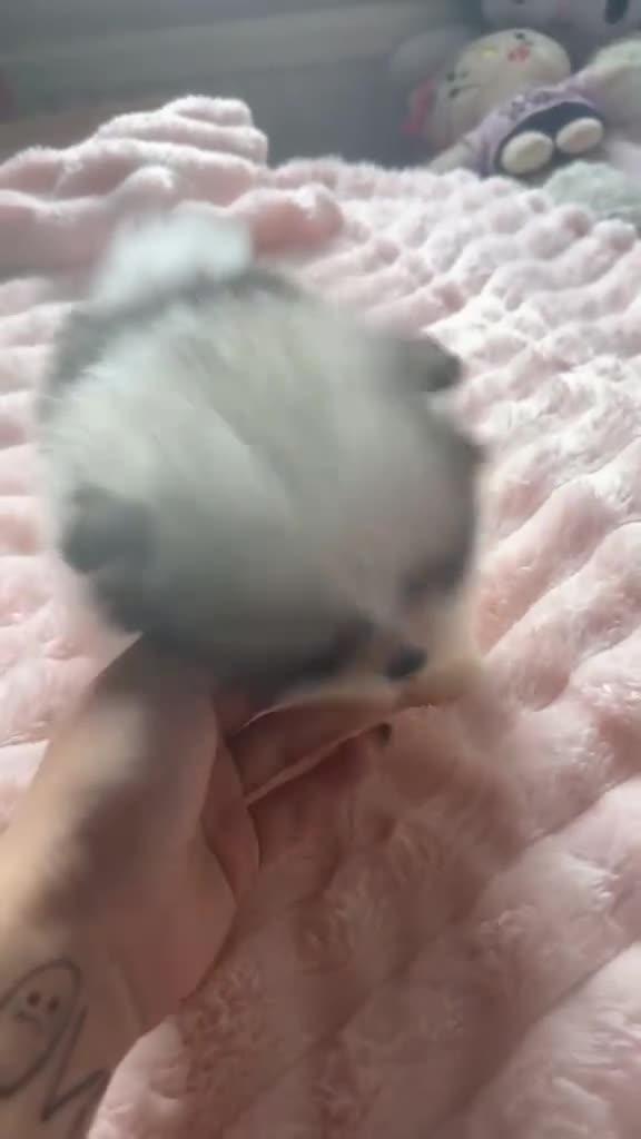 Pomeranian dogs for sale: KC registered Pomeranian Puppies for sale  - Video 3