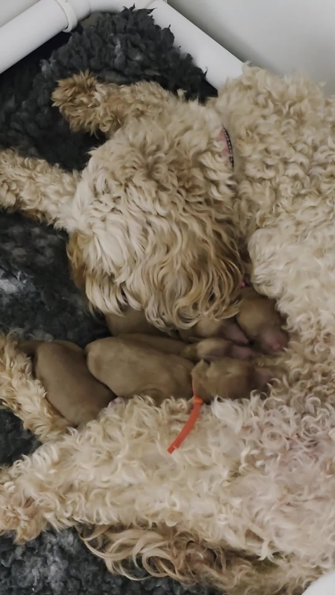 Cockapoo dogs for sale: FULLY HEALTH TESTED F1B COCKAPOO  in Cardiff - Video 1