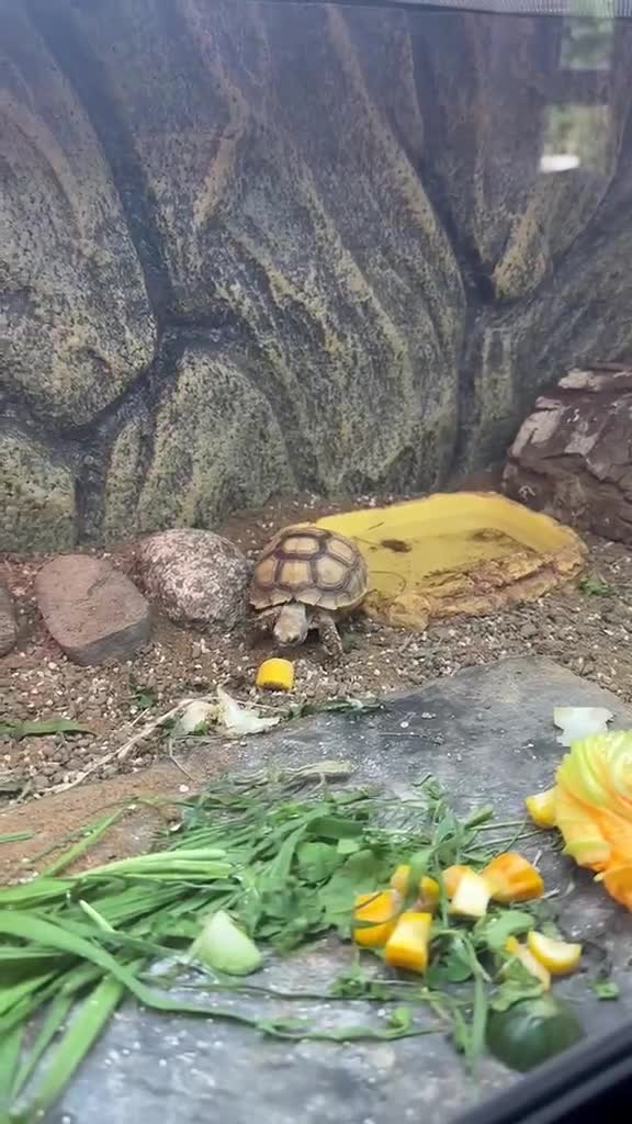 Tortoise reptiles for sale: Sulcata Tortoise 1.5yrs old in Rochdale - Video 1