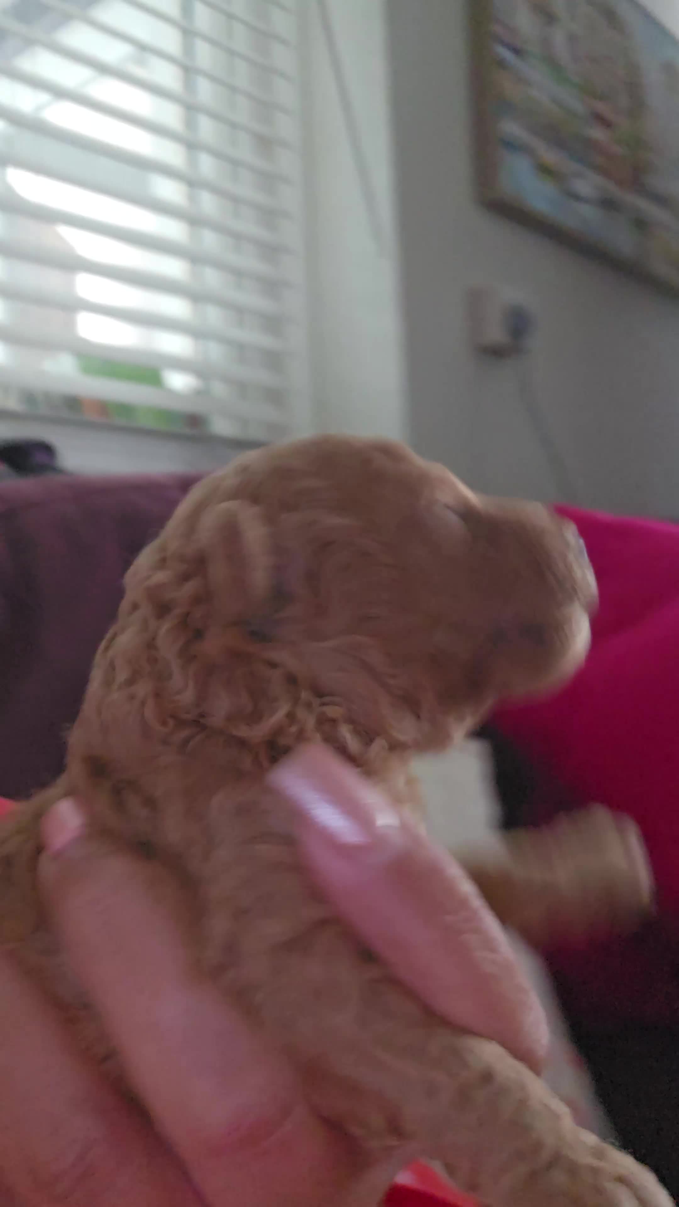 Toy Poodle dogs for sale: Licensed breeder, kc dna clear tiny toy poodles - Video 1