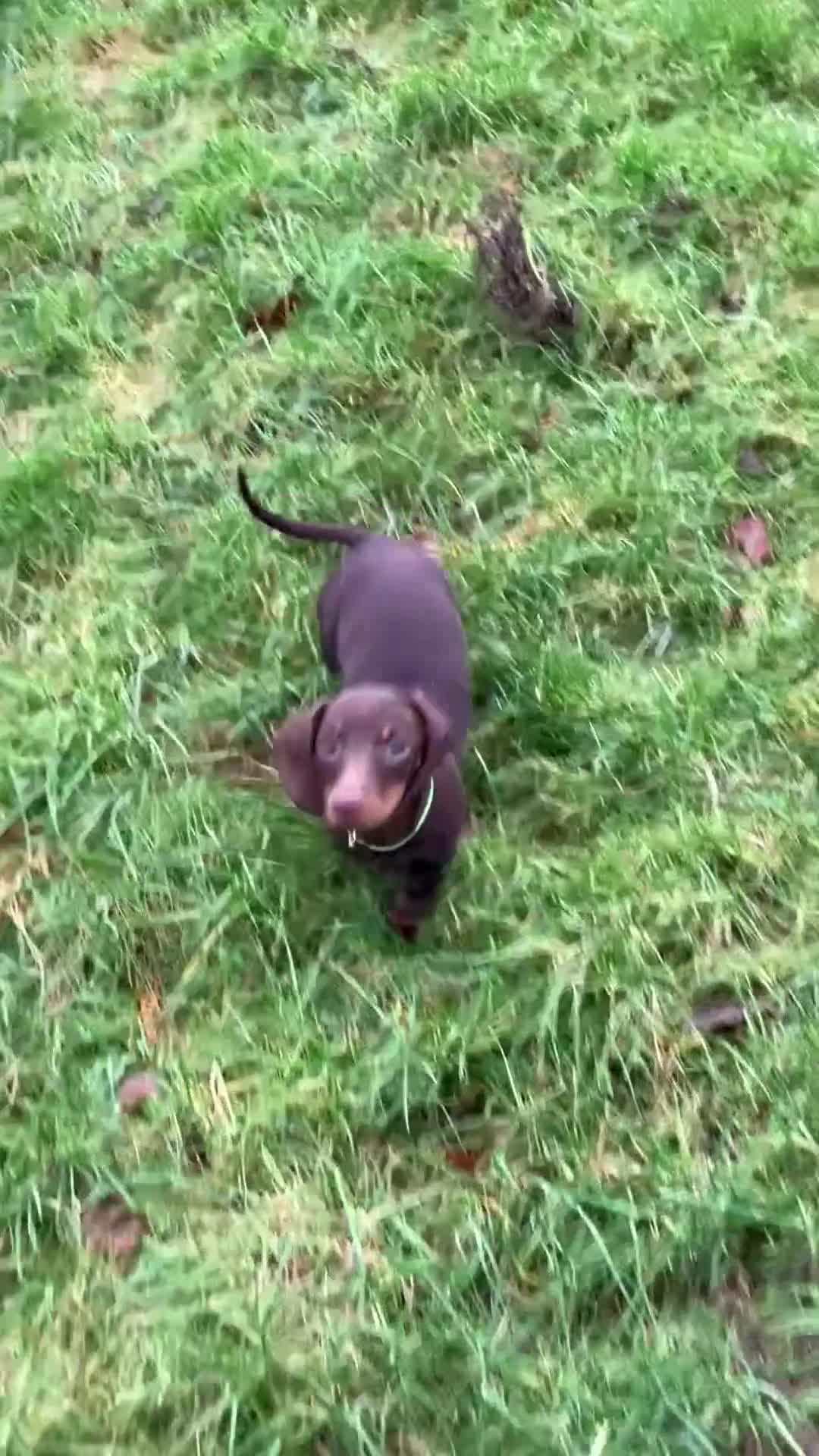 Miniature Dachshund dogs for sale: KC Registered Mini Dachshund  - Video 1