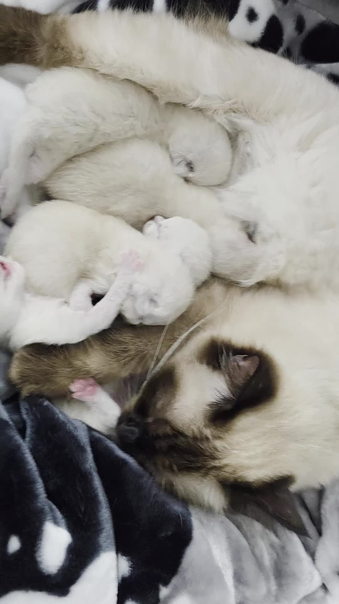 Ragdoll cats for sale:  Ragdoll Kittens♥️Reservation Open! 🐱❣️ - Video 1
