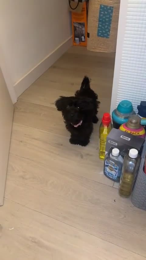 Yorkiepoo dogs for sale: Female YorkiePoo - Video 4