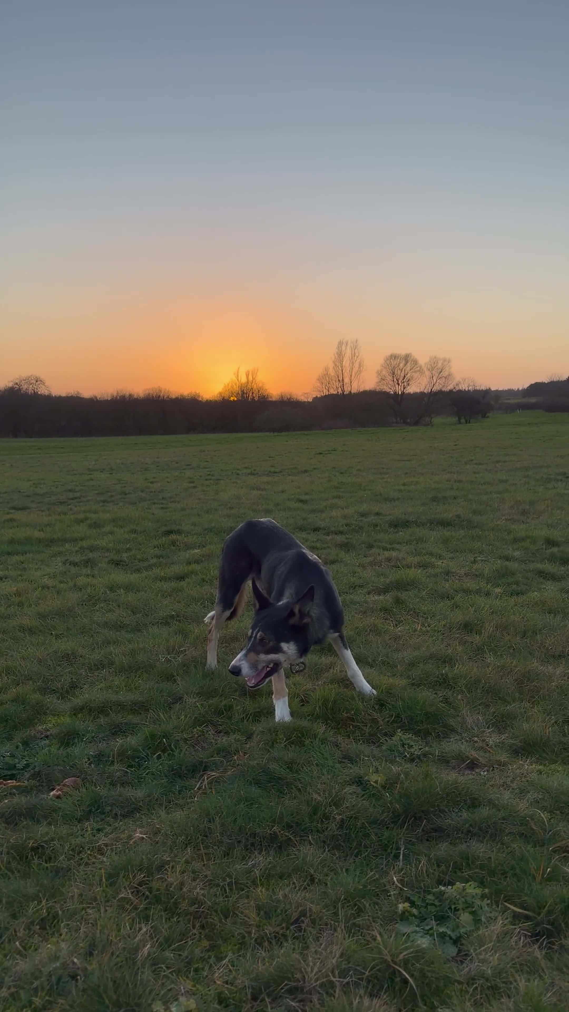 Border Collie dogs for sale: Isds registered sheepdog - Video 1