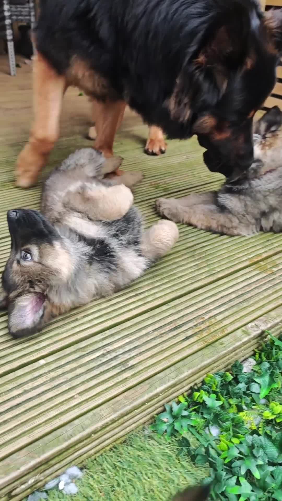 German Shepherd dogs for sale: 3 Purebred Pups XL Long-Hair GSD Girl Puppies - Video 4