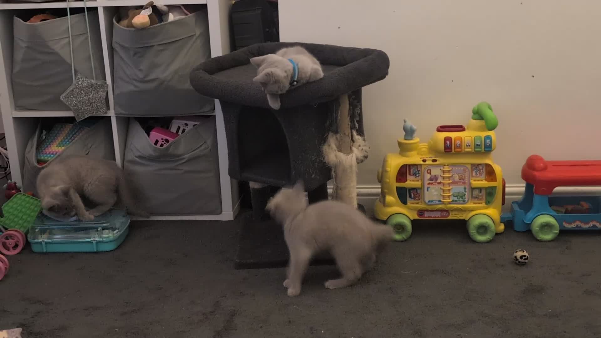 British Shorthair cats for sale: Stunning Lilac British Shorthair Kittens For Sale - Video 2