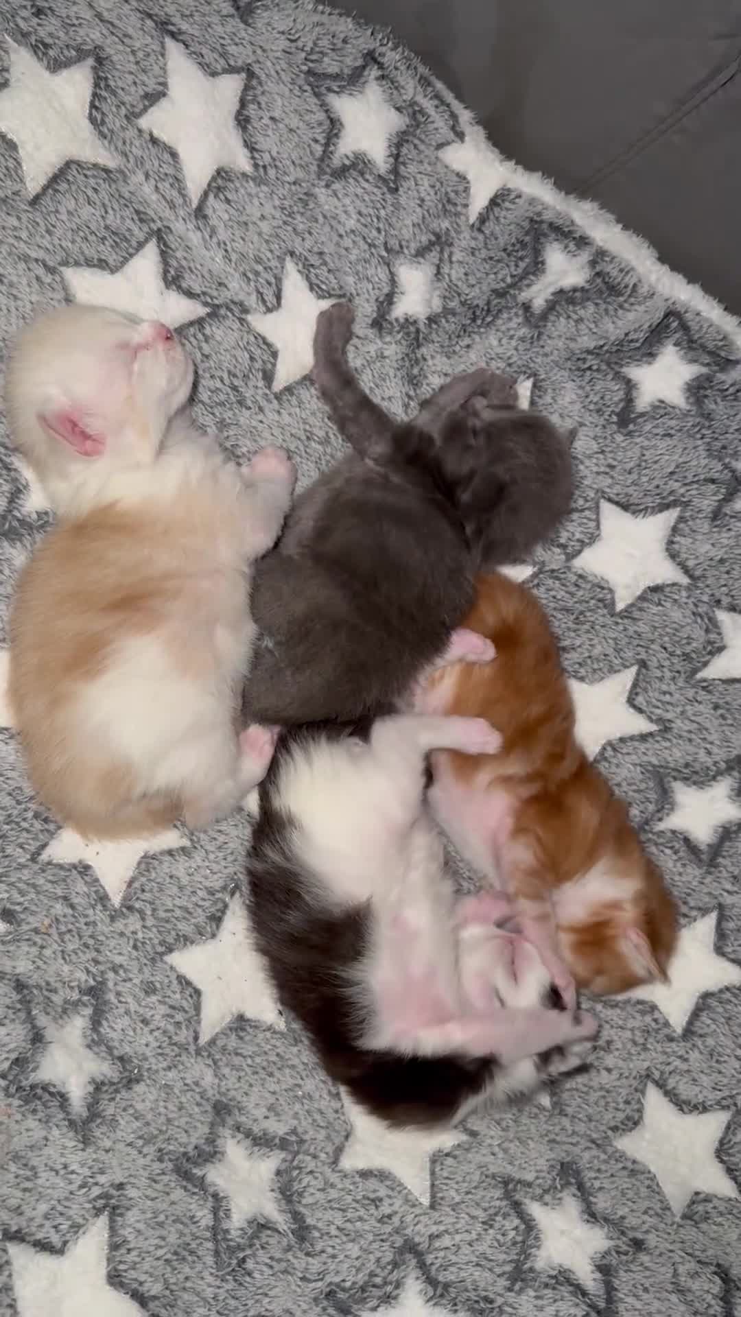 Maine Coon cats for sale: Maine coon kittens Tica registered parents  - Video 2