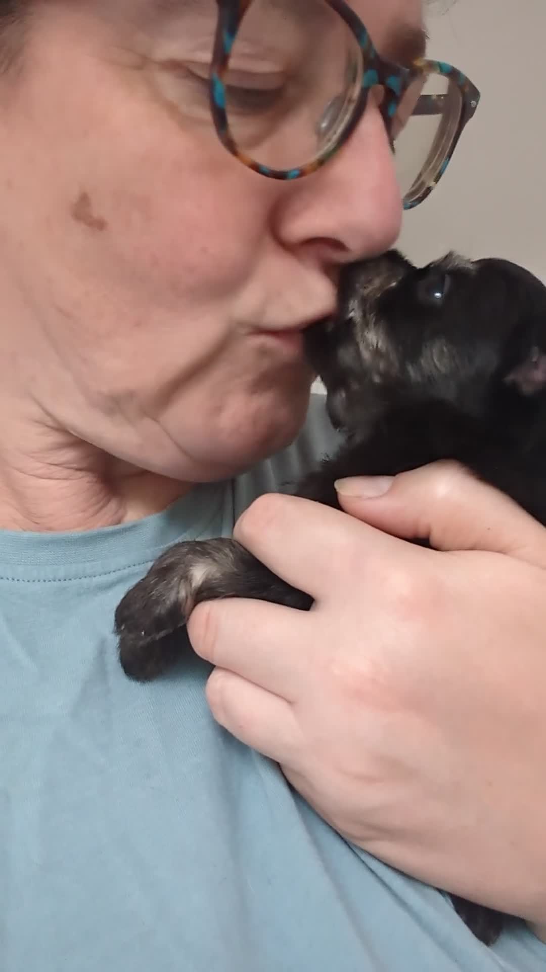 Chipoo dogs for sale: Health tested, non shed chipoos - Video 3
