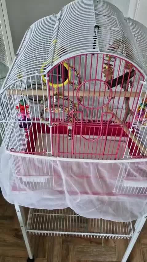 Budgerigars birds for sale: Violet Opaline Budgie - Video 1