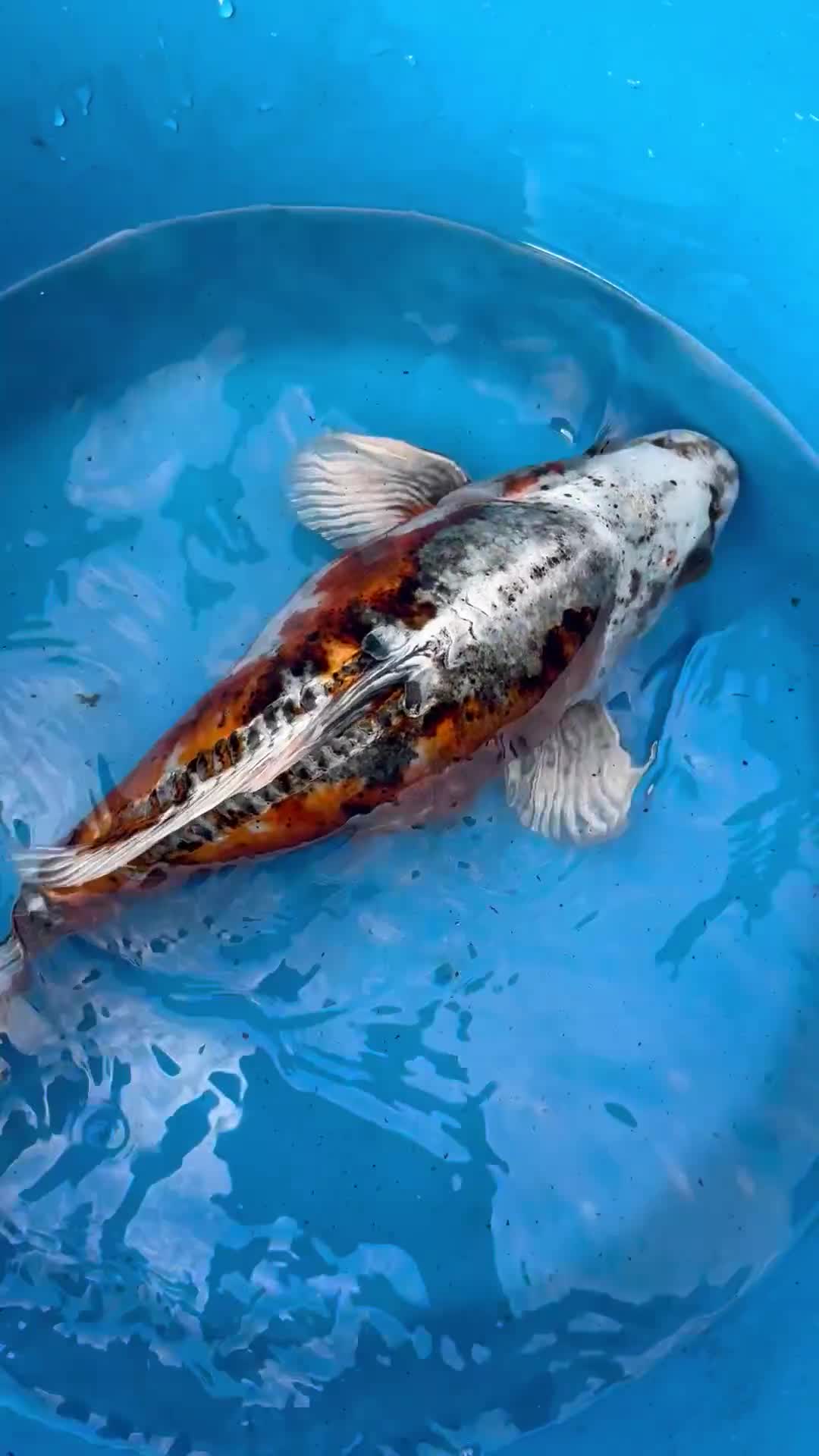 Koi Carp fish for sale: Koi carp  - Video 1