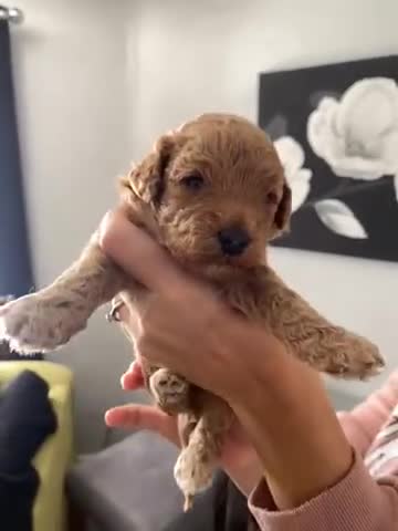 Poochon dogs for sale: 🐶🐾 4 STUNNING POOCHON PUPS 🐾🐶 - Video 1