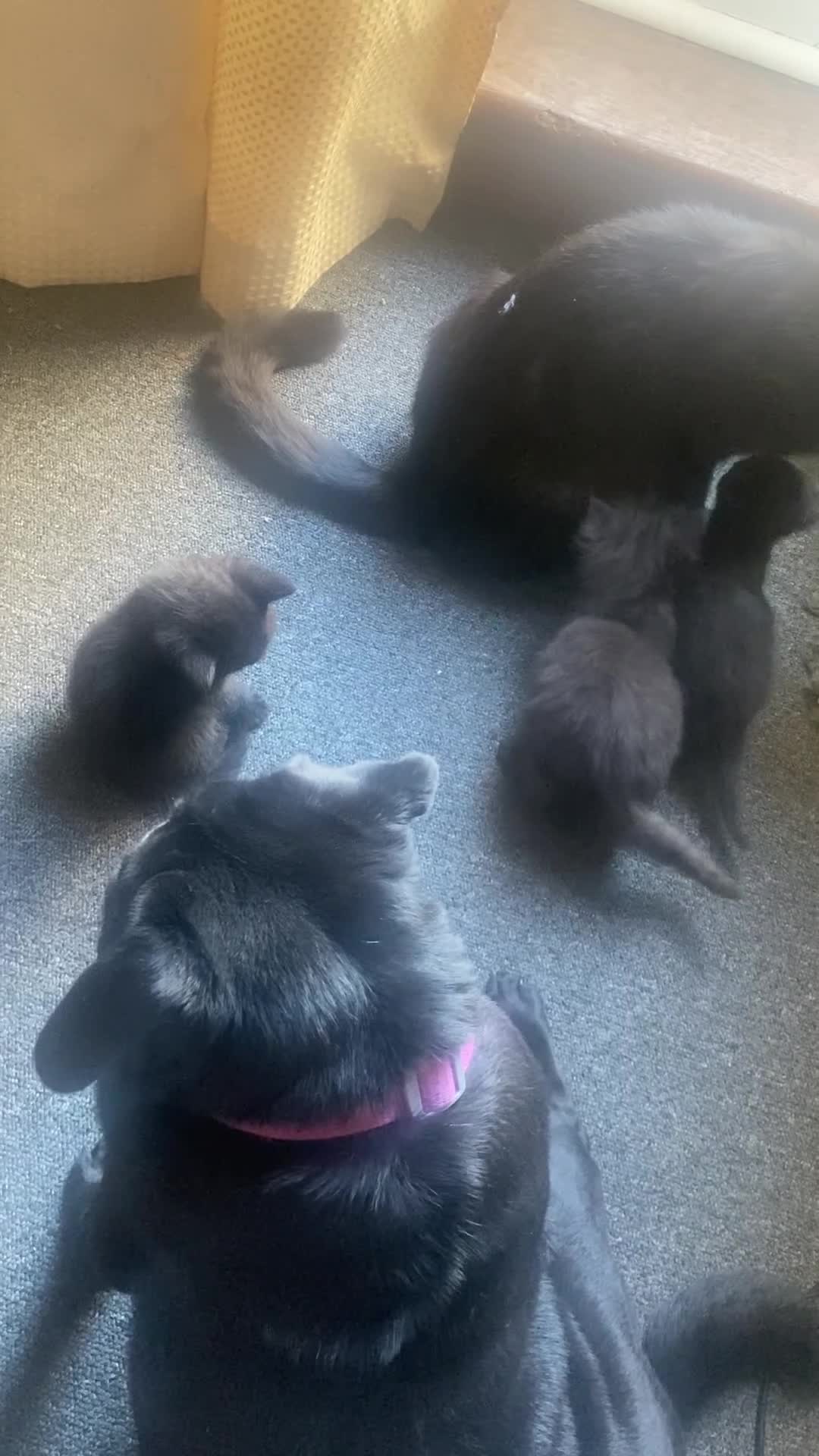 Mixed Breed cats for sale: 6 gorgeous kittens in Sheerness - Video 2