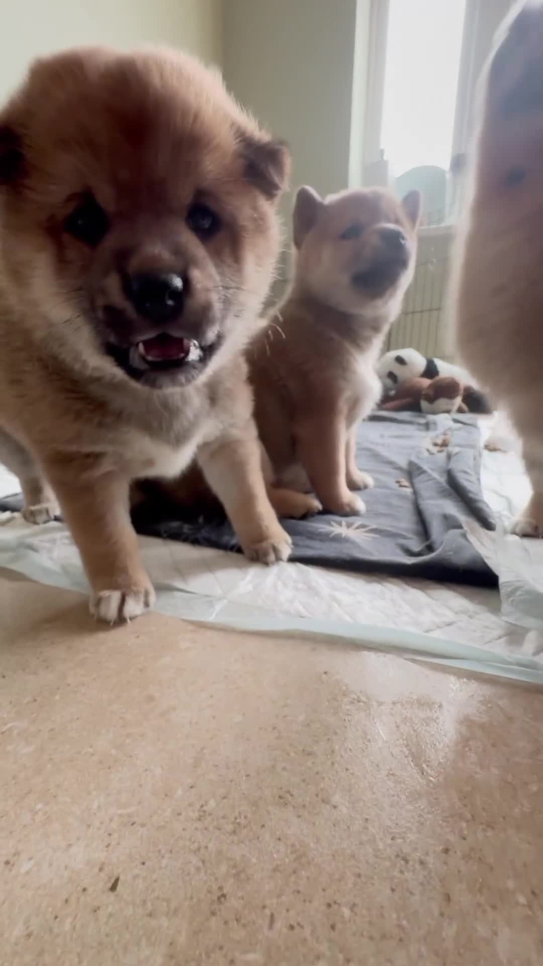 Japanese Shiba Inu dogs for sale: KC Registered Japanese Shiba-Inus  - Video 1