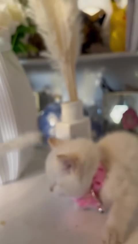 Mixed Breed cats for sale: Siamese cat mixed with full white cat  - Video 2