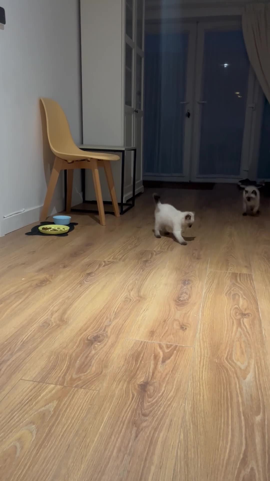 Siamese cats for sale: 2 Beautiful Siamese Kittens 🐱❤️ - Video 1