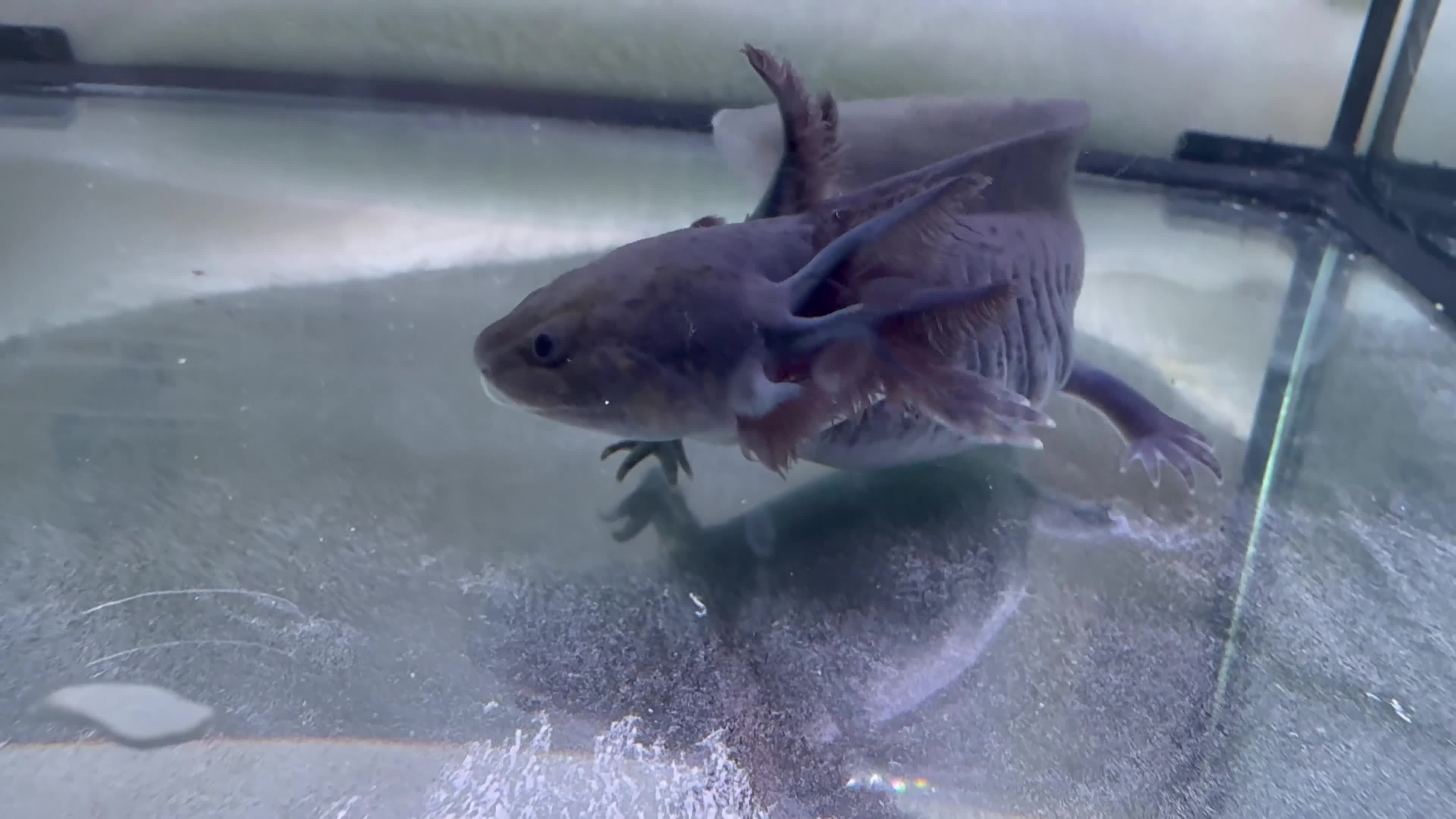 Axolotl reptiles for sale: Rescue Axolotls Looking For New Home  - Video 1
