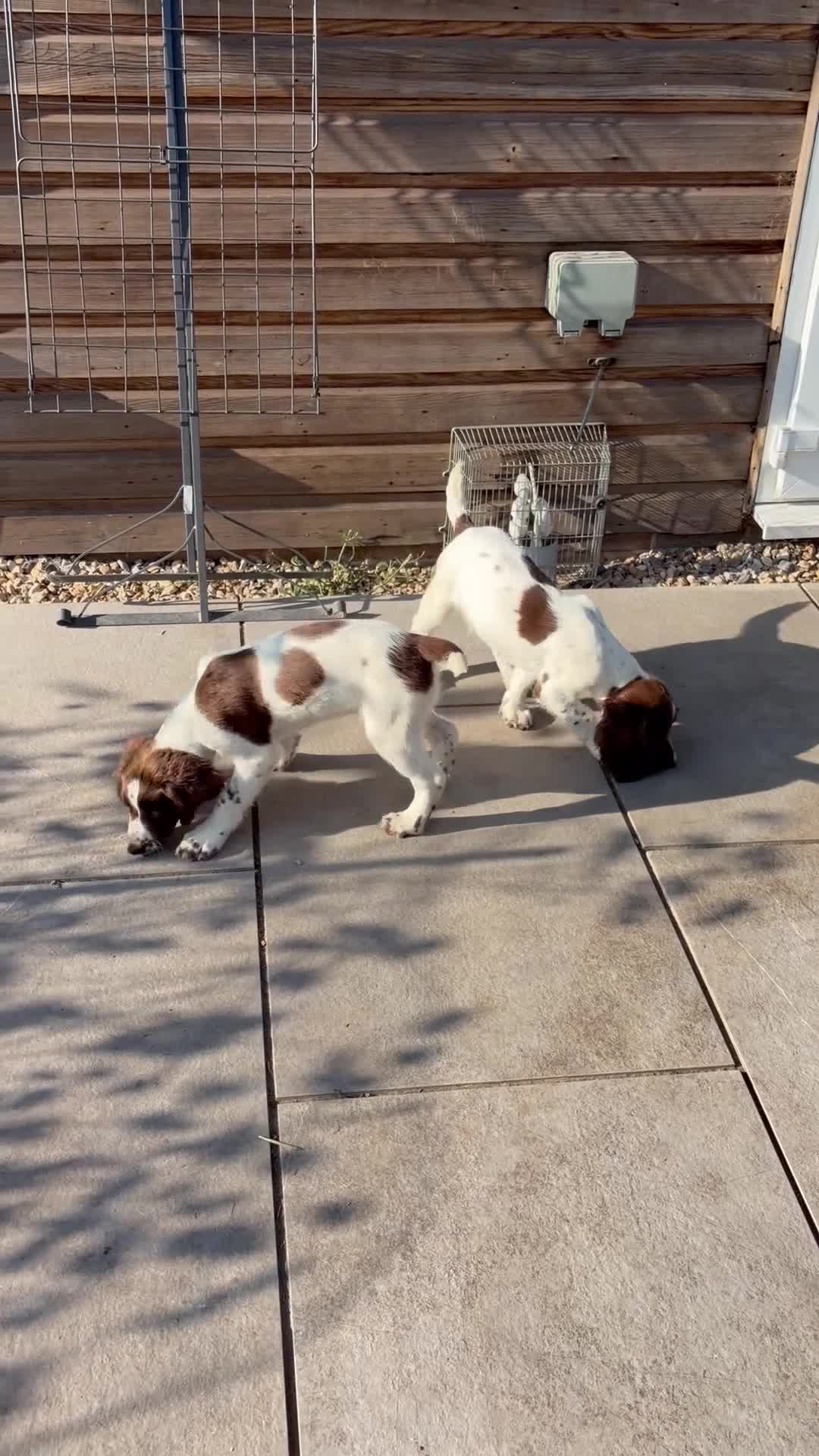 English Springer Spaniel dogs for sale: Working springer spaniels - Video 1